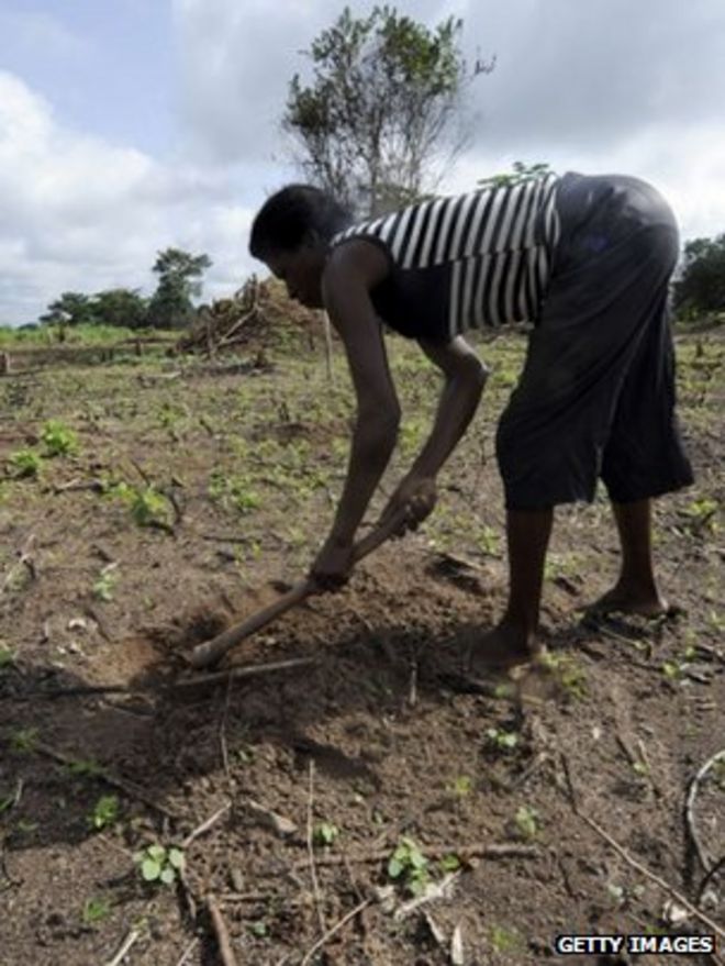 Фермер копает целое в поле маниоки (Getty Images)