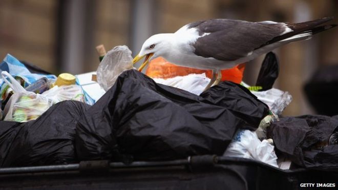 Чайка рвется в мешки для мусора