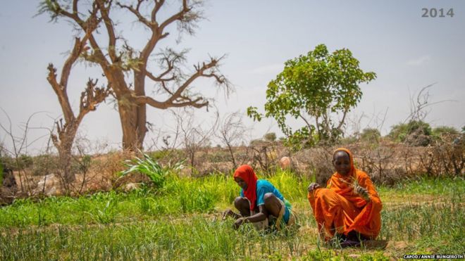 Члены сельскохозяйственного кооператива, поддерживаемого партнером Cafod Норвежской церковной помощи, работают на земле возле лагеря Хамадиа, Дарфур, Судан - 2014