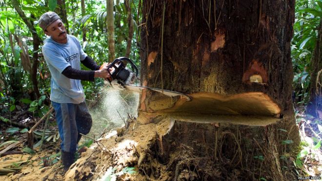 13 марта 2013 года шурин Пауло использует бензопилу, чтобы срубить дерево в районе Фрай-Педро в Перу.