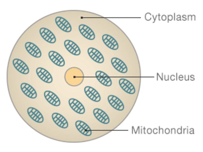Диаграмма, показывающая структуру клетки