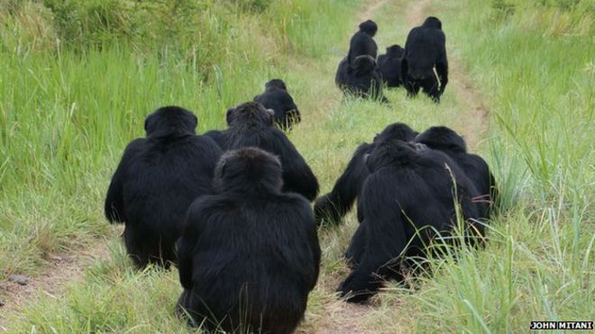шимпанзе слушают