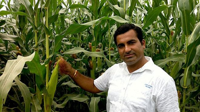 Викас Чаудары со своим урожаем кукурузы