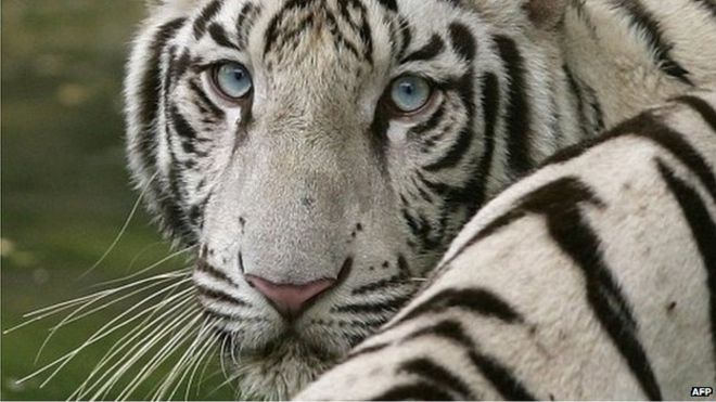 Файл фотографии белого тигра в зоопарке Дели