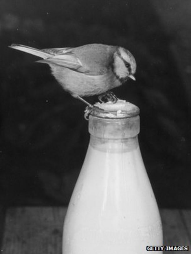 Птица клюет бутылку молока сверху