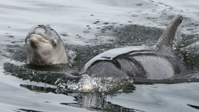 Взрослый дельфин и малыш