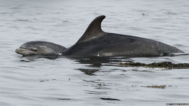Взрослый дельфин и ребенок