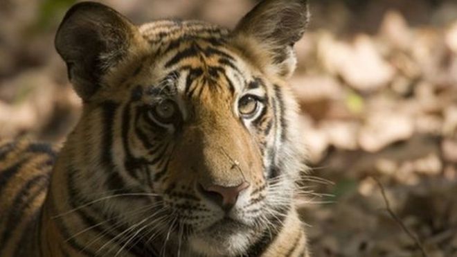 Тигр в дикой природе. Файл фотографии