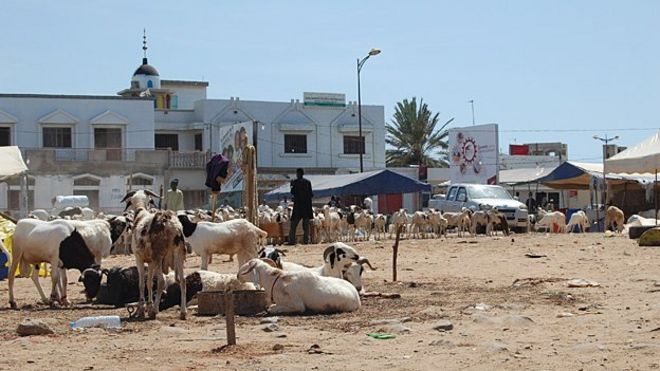 В течение нескольких недель центральный Дакар превращается в гигантское овечье ранчо