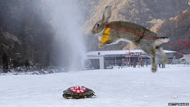 Лыжная гонка между черепахой и кроликом. Черепаха победила.