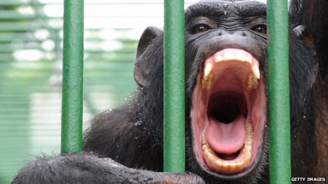 Шимпанзе в клетке в Дакаре