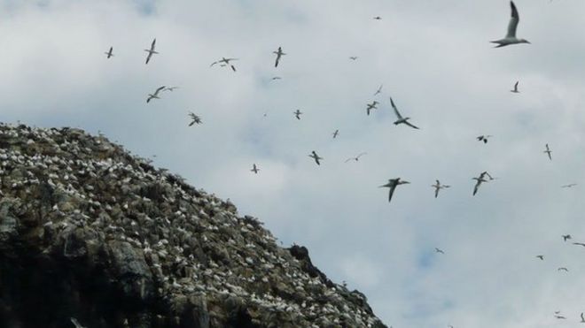 Gannets на Bass Rock