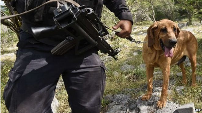 Член мексиканской жандармерии был замечен с собакой на окраине Кокулы 19 октября 2014 года,