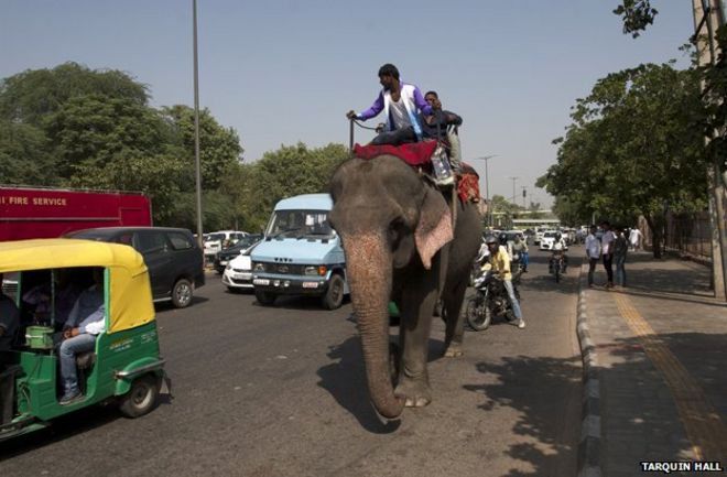 Слон, идущий среди движения на улице Дели
