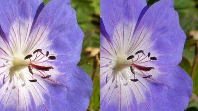 Две фотографии одного цветка