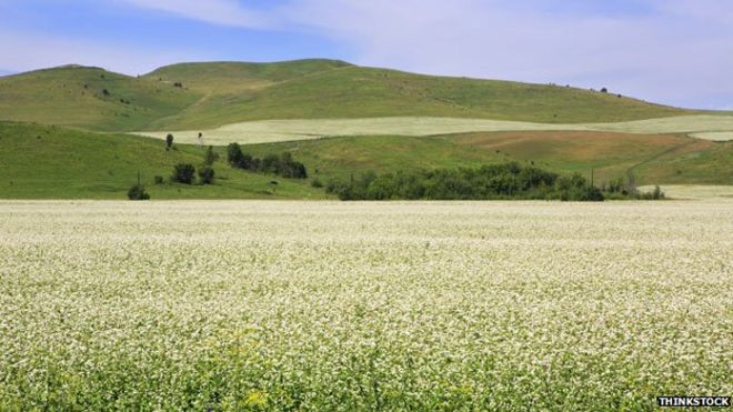 Поле гречихи в России