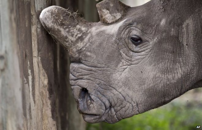 Самка северного белого носорога была замечена в Кении 1 декабря 2014 года