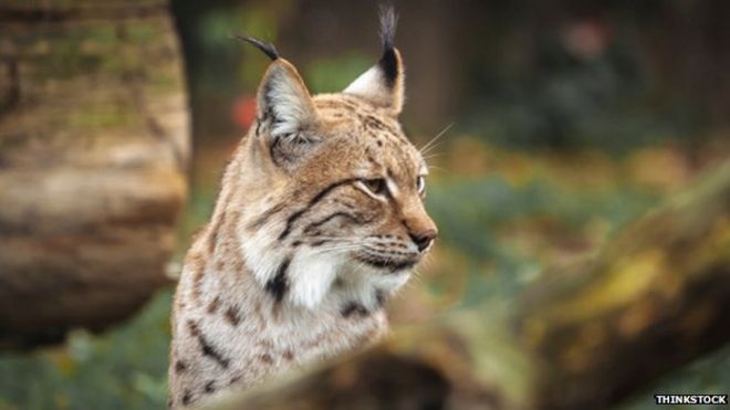 Eurasion Lynx