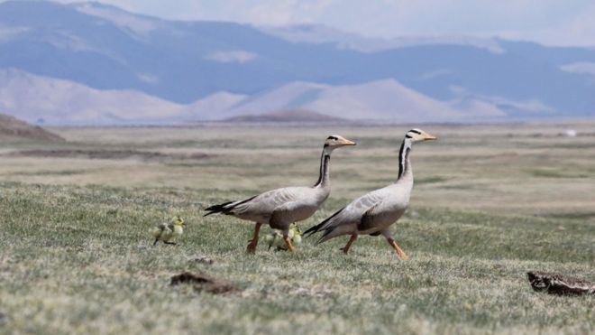 Гуси и гусята в Монголии