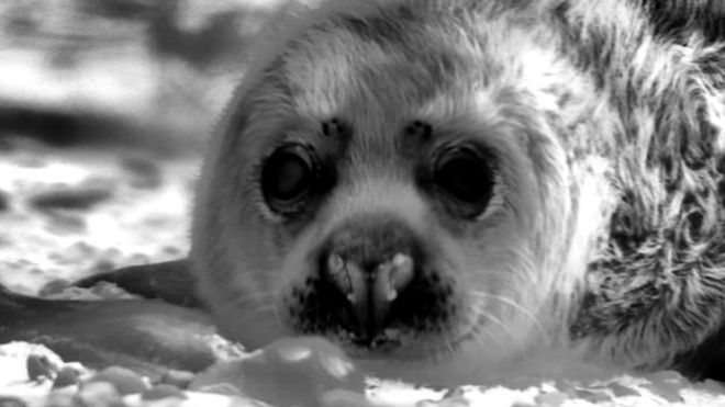Тюлень-щенок на Блакни-Пойнт, снятый на тепловизор