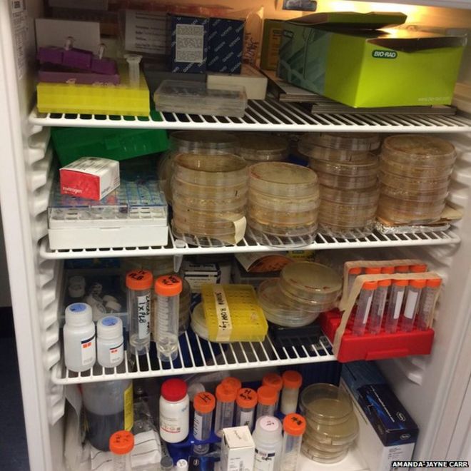 Холодильник, полный горшков с бактериями