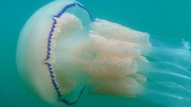 Бочковая медуза