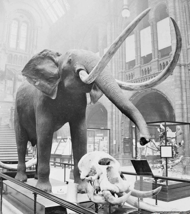 1910 слон