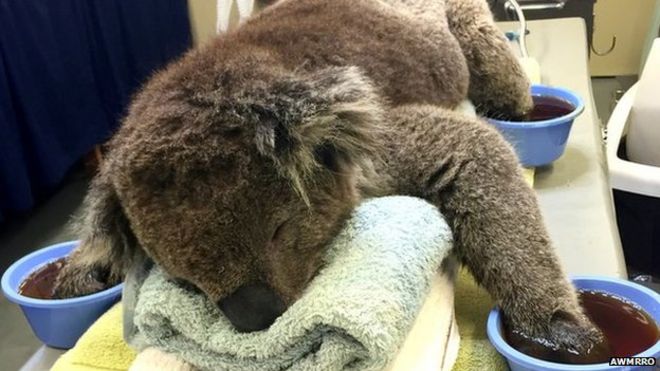 Раненая коала получает лечение