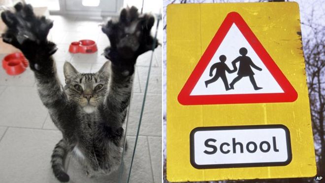 Кошка и школьный дорожный знак