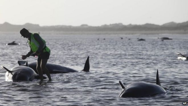 Работник Департамента охраны природы ухаживает за китом, застрявшим на Прощальной косе, известном месте для китобойного промысла, в Золотом заливе на Южном острове Новой Зеландии, пятница, 13 февраля 2015 г.