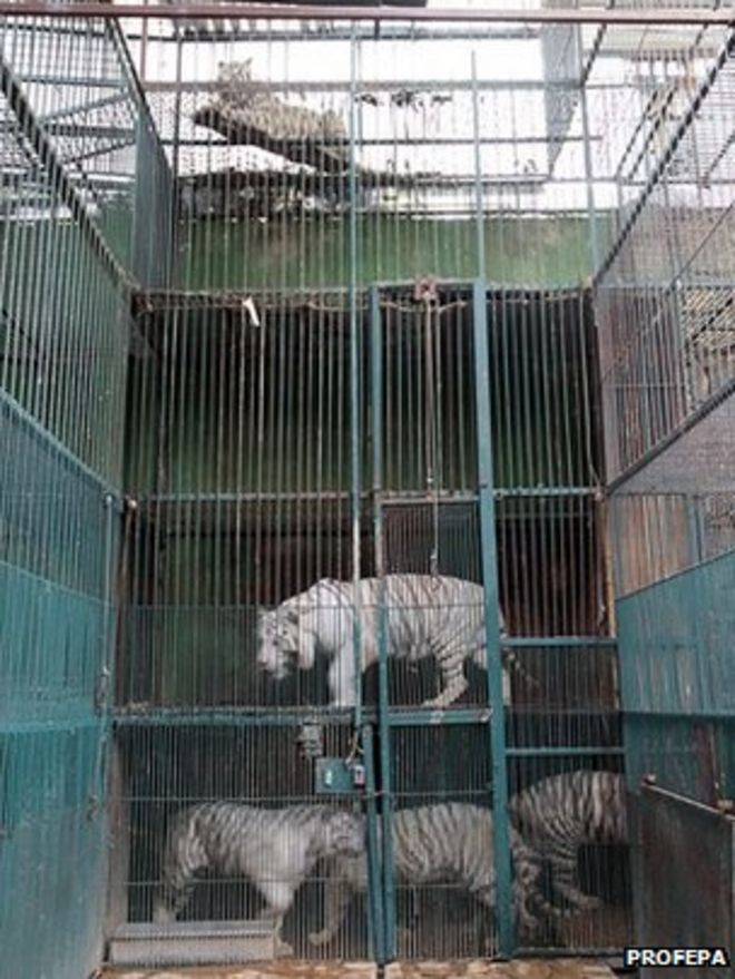 Несколько крупных кошачьих в клетках уложены друг на друга в зоопарке Club de los Animalitos в Теуакане 18 февраля 2015 года