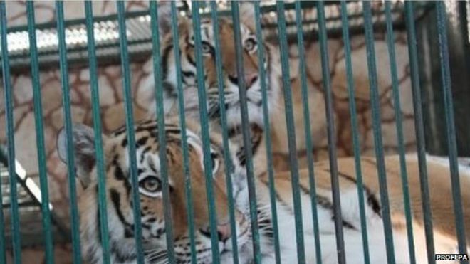 Тигров можно увидеть в клетке в Club de los Animalitos 18 февраля 2015 года