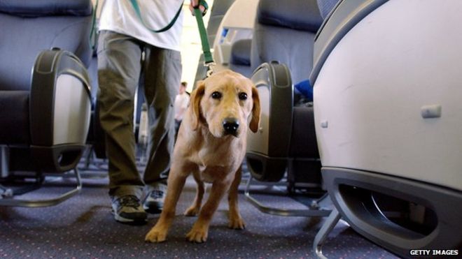 Собака на самолете