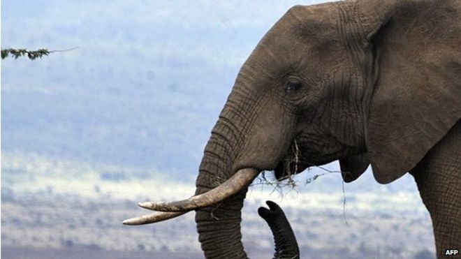На фотографии, сделанной 18 ноября 2010 года, изображен самец слона, который пасется в заповеднике дикой природы Lewa в Исиоло, где британский принц Уильям и его подруга Кейт Миддлтон останавливались перед помолвкой во время отпуска в Кении