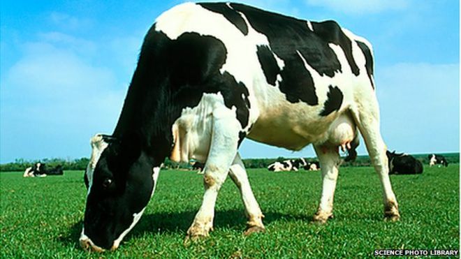 В Китае коровы были голштинско-фризской породы