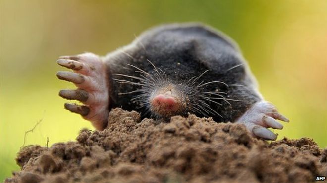 Denmark Moles Help Dig At Archaeological Site Bbc News - 