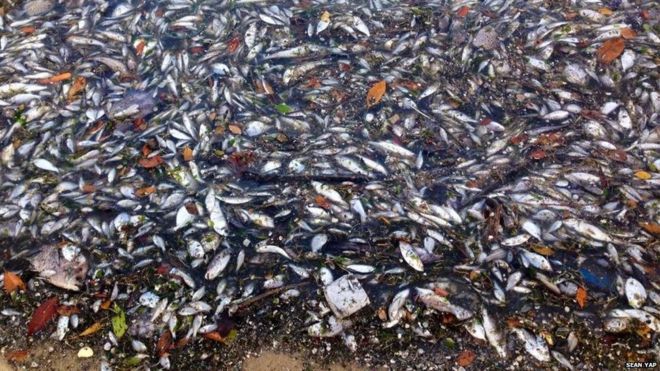 Картина массовой гибели рыб в Сингапуре