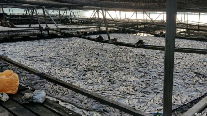 Картина массовой гибели рыб в Сингапуре