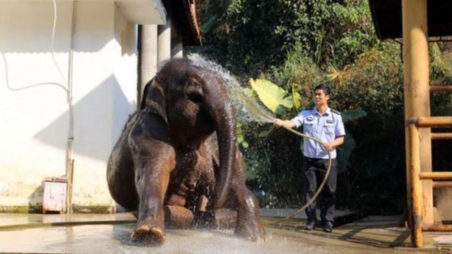 Мистер Чанг купает взрослого слона