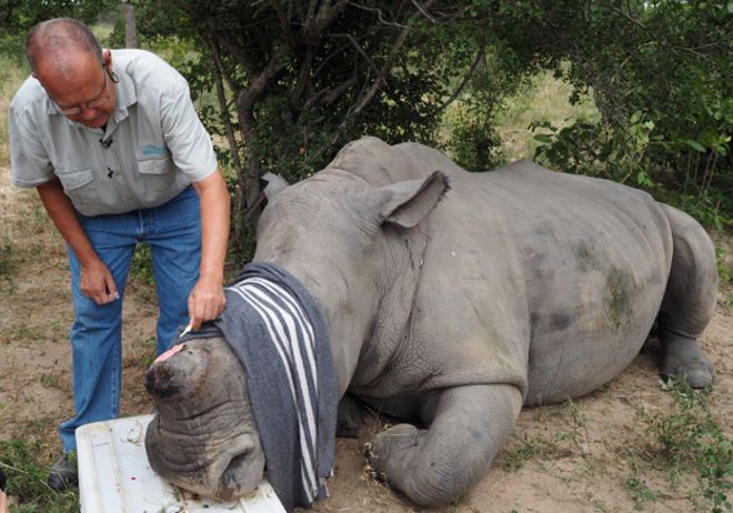 Ветеринар проводит процедуру по раненому носорогу в национальном парке Крюгера