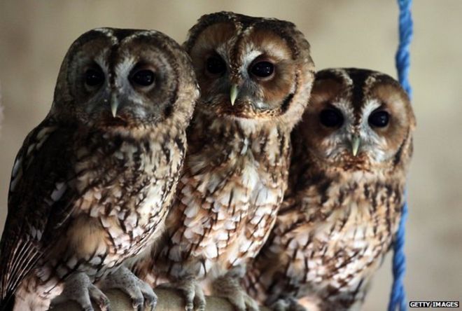 Tawny owls в Taunton