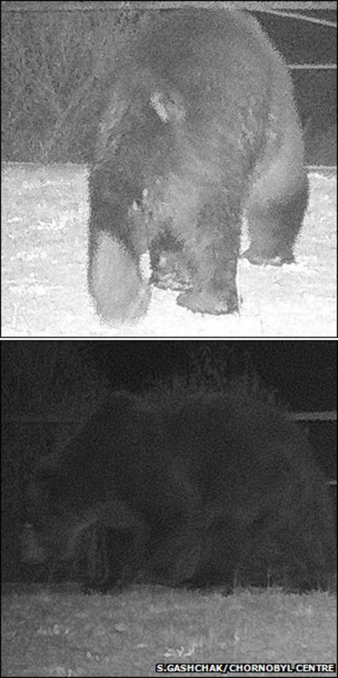 Бурый медведь (Фото любезно предоставлено С. Гащаком / Чернобыльским центром)
