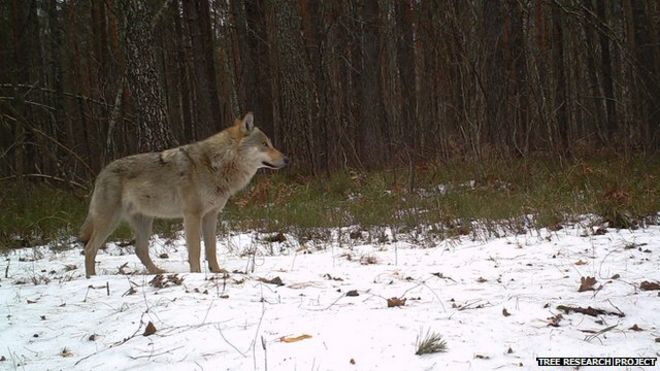 Волк (Изображение предоставлено исследовательским проектом Tree)