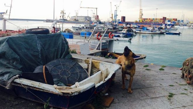 Мастиф охраняет лодки в порту Катания, Сицилия - апрель 2015 года