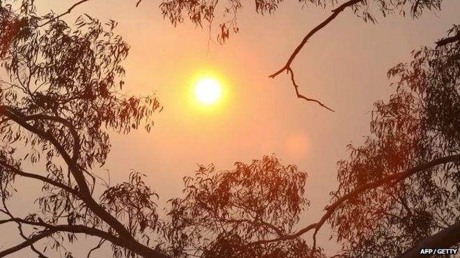 Солнце светит на австралийский кустарник