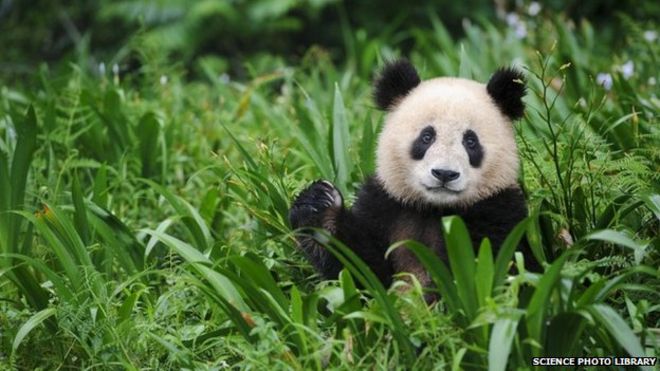 Гигантская панда в провинции Сычуань, Китай - август 2013 г.
