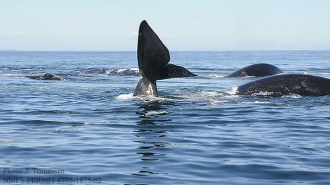 Whales Without Borders News: Whales can be told apart by their voices - study