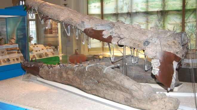 Плиозавр Уэймутского залива