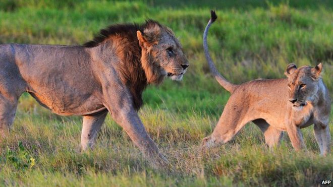 Дикие львы в Кении