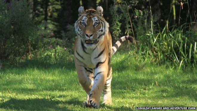 Загляните на тигра в сафари и парк приключений Longleat